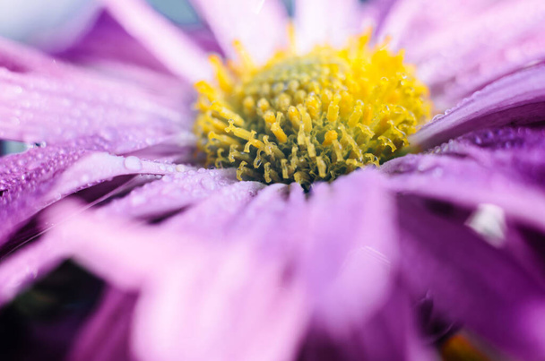 Crisantemo con pétalos morados macro foto con enfoque selectivo - Foto, imagen