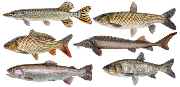Freshwater river fish set isolated. Fresh live fish. Pike, sturgeon, carp, trout, grass carp, silver carp - Photo, image