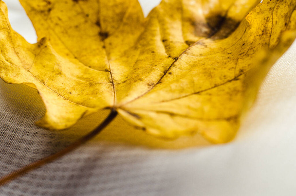 Feuille d'érable jaune automne repose sur tissu blanc - Photo, image