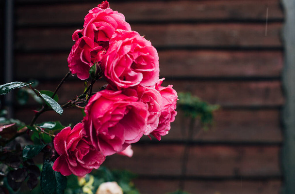 розовые розы на улице в дождевых каплях - Фото, изображение