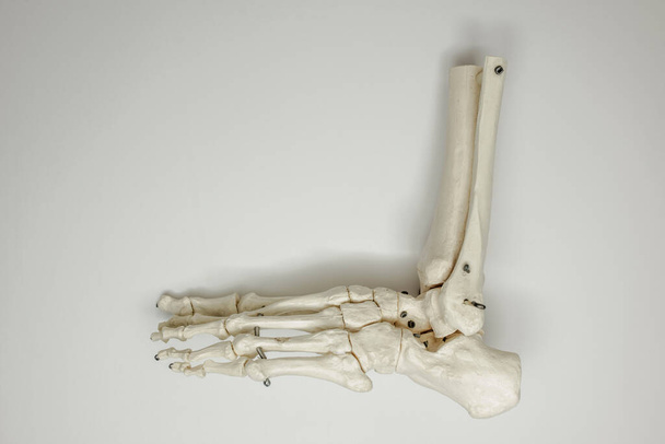 Piede anatomico di ossa su sfondo bianco - Foto, immagini