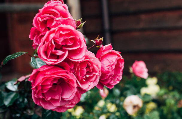 розовые розы на улице в дождевых каплях - Фото, изображение