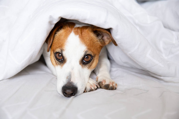 A dog, Jack Russell Terrier, lies on a bed under a blanket on his stomach, stretches his legs forward, looks at camera. Thoroughbred animal. Dog Day. Pets Day. - Fotó, kép