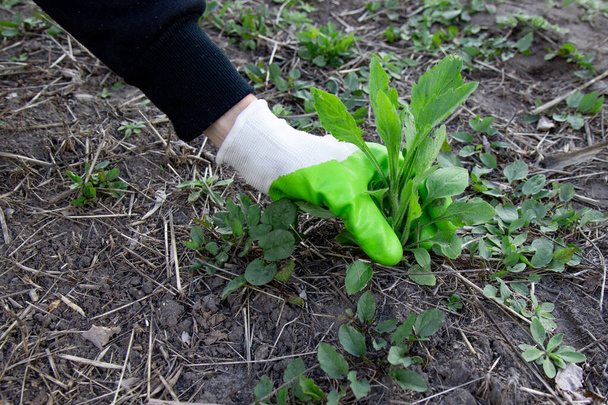 Woman holding a handful of weeds from garden. Weed and plants roots being removed by hands. - Photo, Image