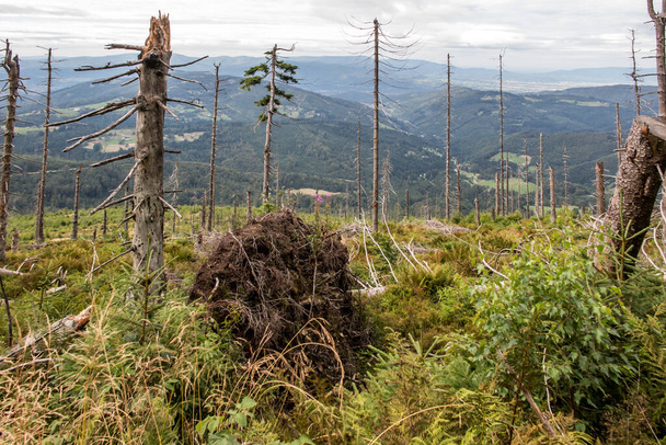 árboles rotos y caídos marchitos en los picos del Zywiecki Beskid en la zona Hala Romanka en Polonia - Foto, Imagen