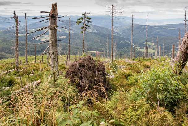 Посушені повалені дерева на вершинах Бескиду Живецького в районі Гала Романка (Польща). - Фото, зображення