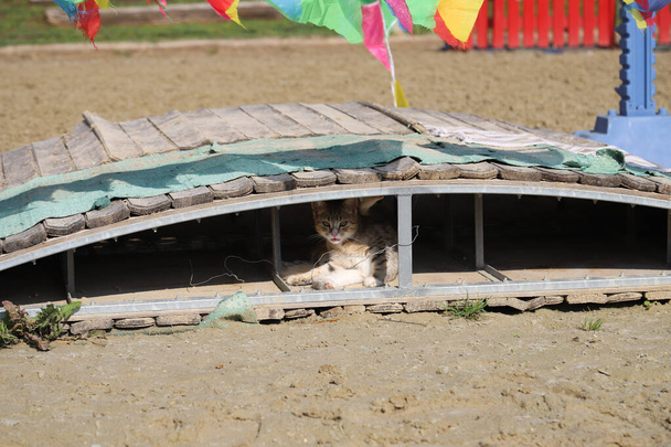 Charming tabby kitten resting under the training bridge in a riding schoo - Photo, Image
