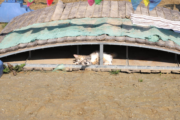 Urocze kotek tabby odpoczynku pod mostem szkoleniowym w szkole jazdy konnej - Zdjęcie, obraz