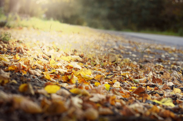  Homályos őszi napsütéses természetes háttér a lehullott levelek. Kiváló minőségű fénykép - Fotó, kép