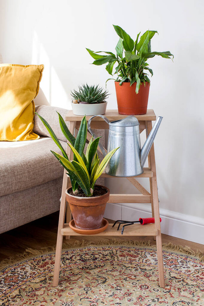  House plants on a wooden stand with a metal watering can in a Scandinavian interior. concept greening the living space - 写真・画像