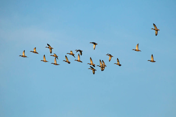 Eine große Schar von Enten fliegt am blauen Himmel. Stockente oder Wildente (Anas platyrhynchos)). - Foto, Bild
