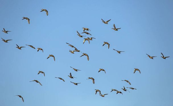 Большое стадо уток летит по голубому небу. Кряква, или Дикая утка (Anas platyrhynchos)). - Фото, изображение