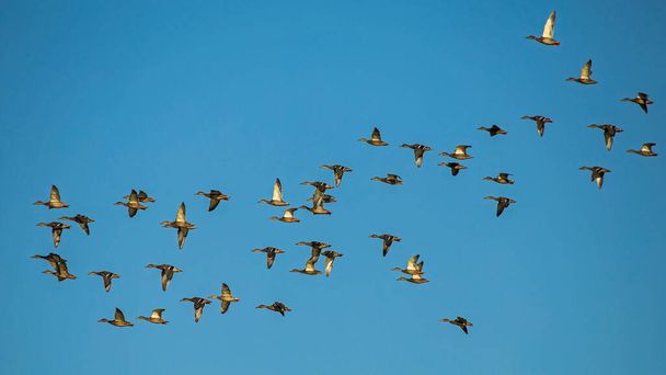 Una gran bandada de patos volando en el cielo azul. Mallard, o pato salvaje (Anas platyrhynchos). - Foto, imagen