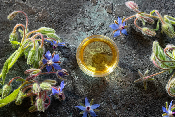 A bowl of borage oil with fresh blooming Borago officinalis plant  - Photo, Image