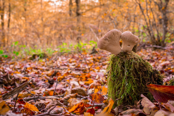 гриб в лесу с желтым осенним фоном - Фото, изображение