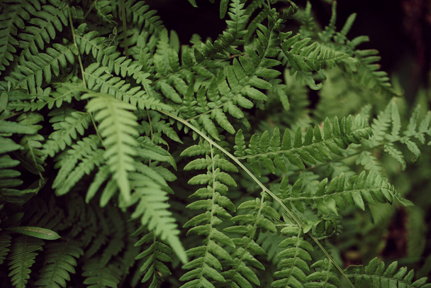green fern leaves petals background. Deep green foliage. Tropical leaf. Exotic forest plant. Botany concept. Ferns jungles close up. jungle atmosphere and calm zen meditation - Foto, imagen