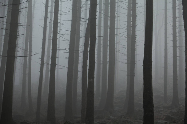 Mist στο ορεινό δάσος. Σκούρο και κρύο. - Φωτογραφία, εικόνα