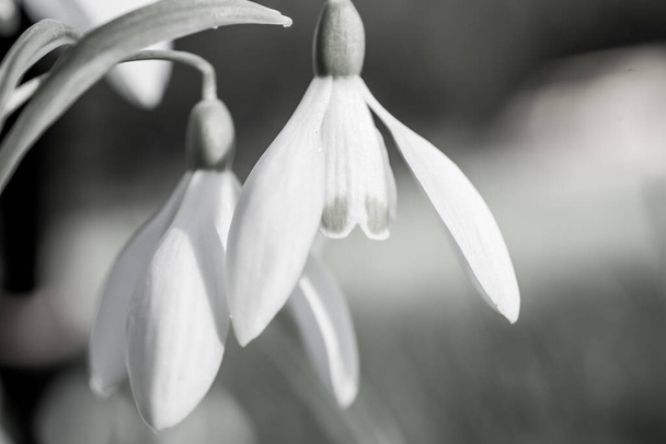 white spring snowdrop  in local forest - Photo, Image