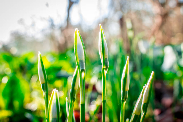 lumi pisara kukkia aurinkoinen kevät päivä - Valokuva, kuva