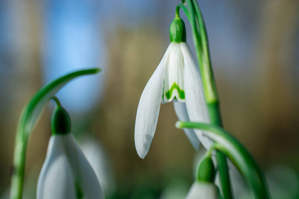 Hermosas flores de nieve en el soleado día de primavera - Foto, Imagen