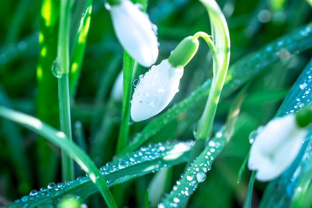 χιονοπτώσεις λουλουδιών την ηλιόλουστη ανοιξιάτικη μέρα - Φωτογραφία, εικόνα