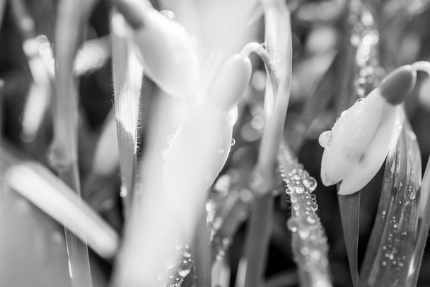 flores de nieve en el soleado día de primavera - Foto, Imagen