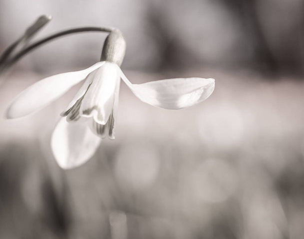 Schneeglöckchen blühen an sonnigen Frühlingstagen - Foto, Bild