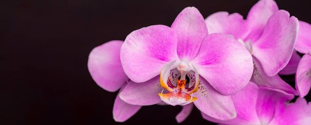 růžová orchidej na černém pozadí - Fotografie, Obrázek