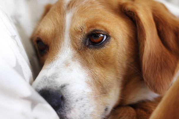 Close-up portrait of sad dog. Concept of animal's health. - Photo, Image