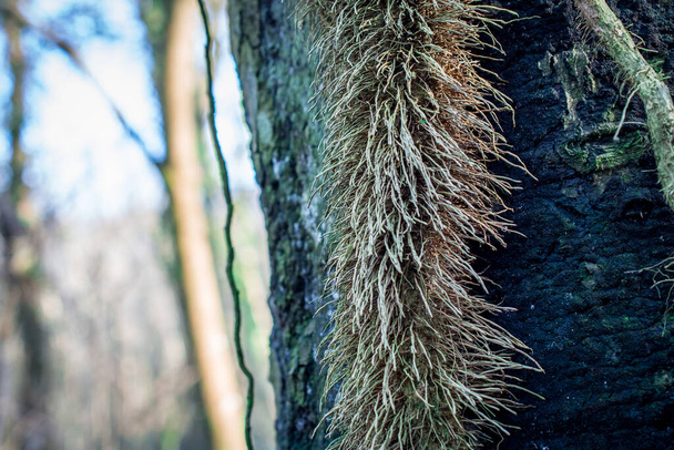 Přírodní pozadí keře kořeny v lese  - Fotografie, Obrázek