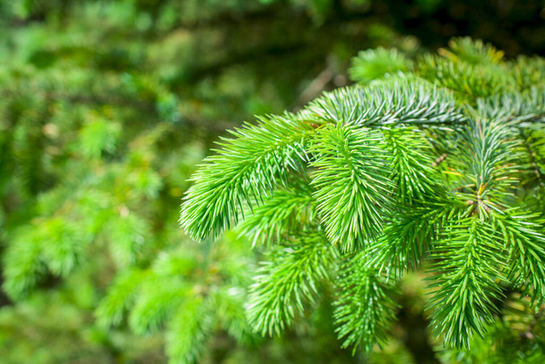 rama verde de abeto árbol de Navidad en el bosque - Foto, imagen