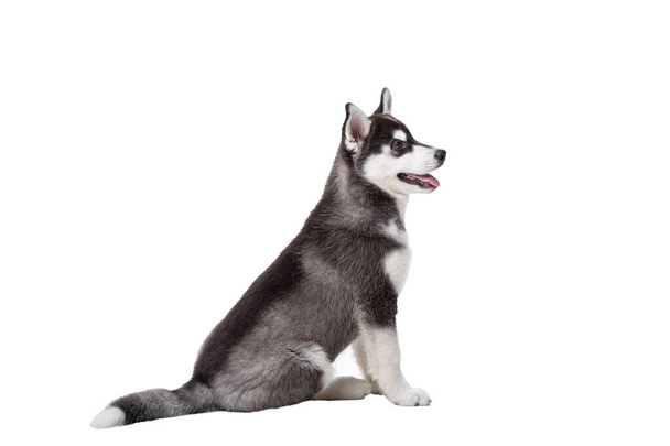 白い背景に隔離された可愛い子犬。白い壁の背景に面白い黒と白のハスキー子犬、年齢3ヶ月のスタジオショット。赤ちゃん女性の純血犬シベリアのハスキー. - 写真・画像