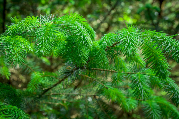 Noel ağacının yeşil dalı ormandaki köknar ağacı - Fotoğraf, Görsel