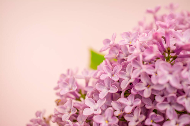 Beautiful pink lilac branch of flower  - Фото, зображення