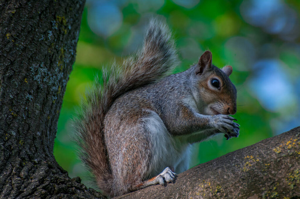 Wiewiórka w parku w słoneczny dzień - Zdjęcie, obraz