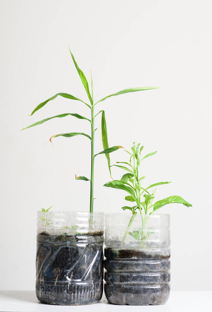 Plastikowe butelki wody DIY do sadzenia warzyw roślin i dekoracji w domu, ponownego wykorzystania i recyklingu koncepcji - Zdjęcie, obraz