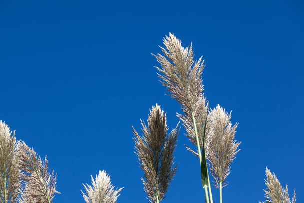The fluffy tops of large decorative grass tassels lit by afternoon sunshine against a bright blue sky background. - Photo, Image