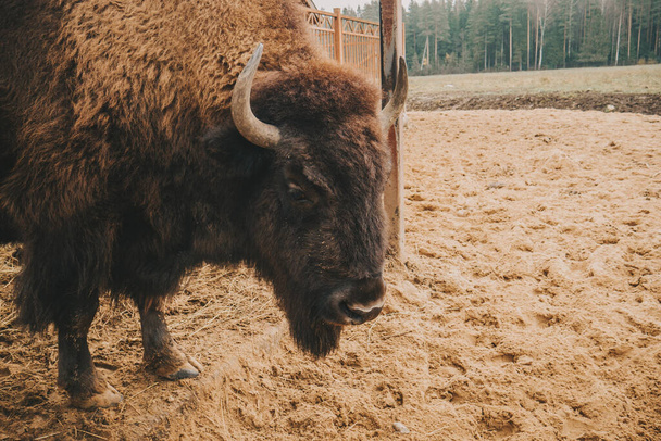 The head of the bison at close range. An adult bison looks into the camera. Bison in the reserve. - Foto, Bild
