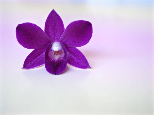 Closeup macro pétalas branco roxo orquídea flor cooktown, Dendrobium bigibbum plantas e foco suave no fundo borrado, cor doce para o projeto do cartão - Foto, Imagem