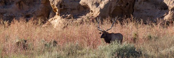 Un grande alce toro si trova nell'erba alta e pennello accanto a scogliere di arenaria nel tardo pomeriggio sole presso il sito storico di Chaco Canyon, Nuovo Messico. Bandiera. - Foto, immagini