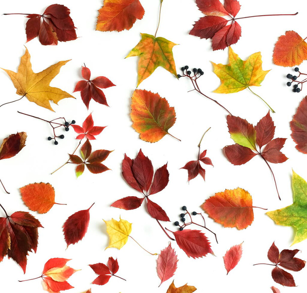 Autumn background. Autumn leaves pattern isolated on white backdrop. Fall, thanksgiving day composition. Flat lay, top view, copy space - Φωτογραφία, εικόνα