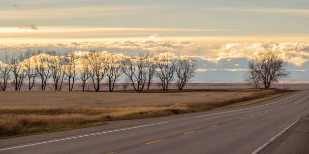 Puulinja tien vieressä Albertan maaseudulla - Valokuva, kuva