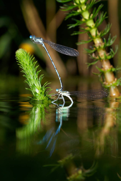 La mosca de patas blancas apareándose y depositando los huevos en la vegetación del agua - Foto, imagen
