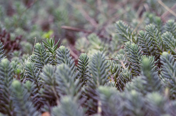 Concept is Christmas and New Year's atmosphere.  Young shoots of blue pine. Detailed photo of many new branches of wood. Macro shot. - Photo, Image