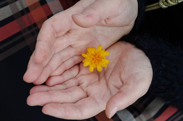 Pojem harmonie, něha, romantika. Žluté pole kvete v dlaních žen. Žena středního věku drží malou květinku. Pohled shora pod úhlem - Fotografie, Obrázek