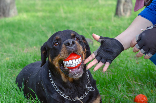 Жіночі руки в рукавичках без пальців і ротвейлер з м'ячем посмішки в роті. Собака тримає червону іграшку з широкою посмішкою. Весела прогулянка з твариною в парку собак
. - Фото, зображення