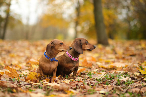 όμορφη δύο dachshund κουτάβι με λυπημένα μάτια πορτρέτο σκύλου. Κλείσε. κατοικίδιο ζώο στο πάρκο φθινόπωρο. πολύχρωμο φθινοπωρινό φύλλωμα - Φωτογραφία, εικόνα