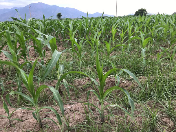 Campo de maíz imágenes de la agricultura y su en la etapa inicial - Foto, imagen