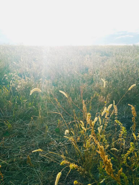 Field poured with sunshine, natural background  - Photo, Image