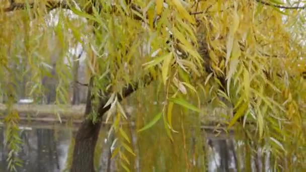 Close-up of branches of weeping willow with yellow leaves over water in autumn. - Footage, Video